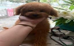 Barboncino cani in vendita: Barboncino nano 6 mesi  - Annuncio 2