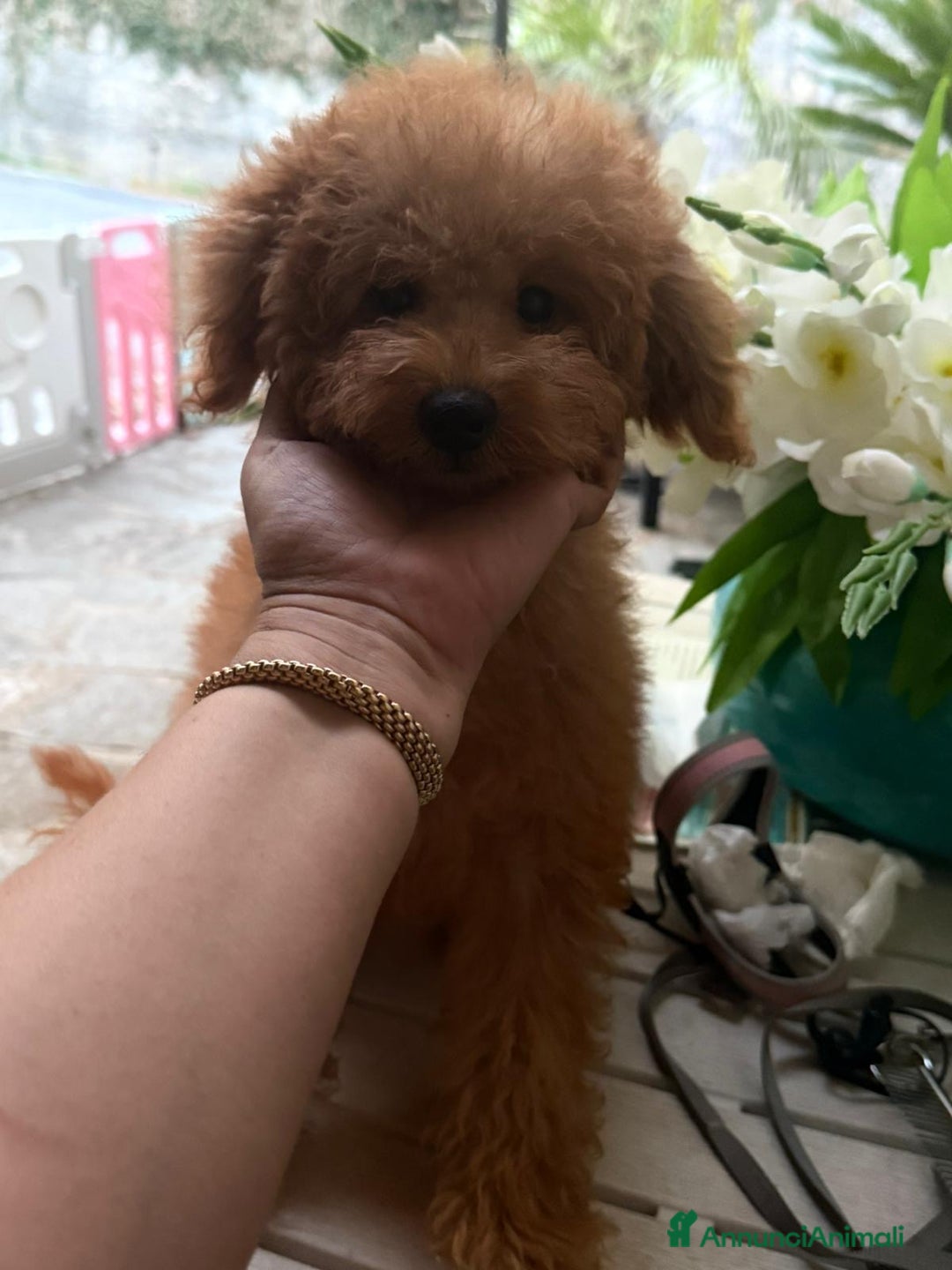 Barboncino cani in vendita: Barboncino nano 6 mesi  - Annuncio 2