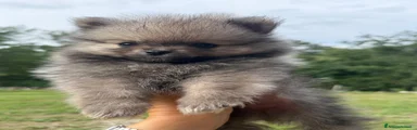 Spitz 2