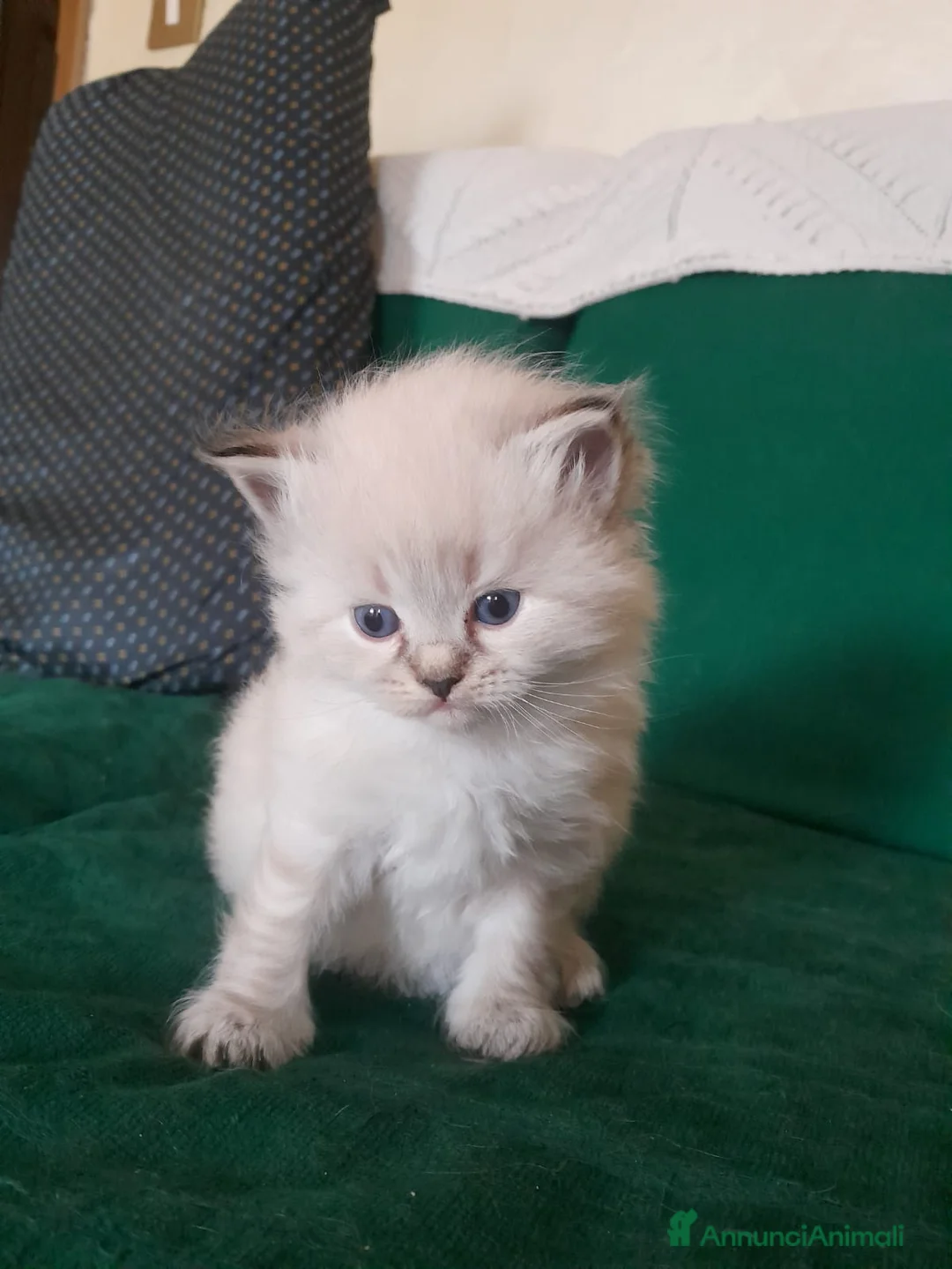 Siberiano gatti in vendita: Siberiano Neva Masquerade  - Annuncio 1