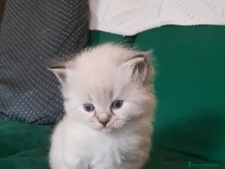 Siberiano gatti Siberiano Neva Masquerade - Annuncio 1