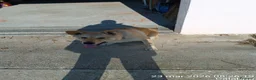 Meticcio cani in regalo: cucciolo di 7 mesi a Provincia di Crotone - Annuncio 1
