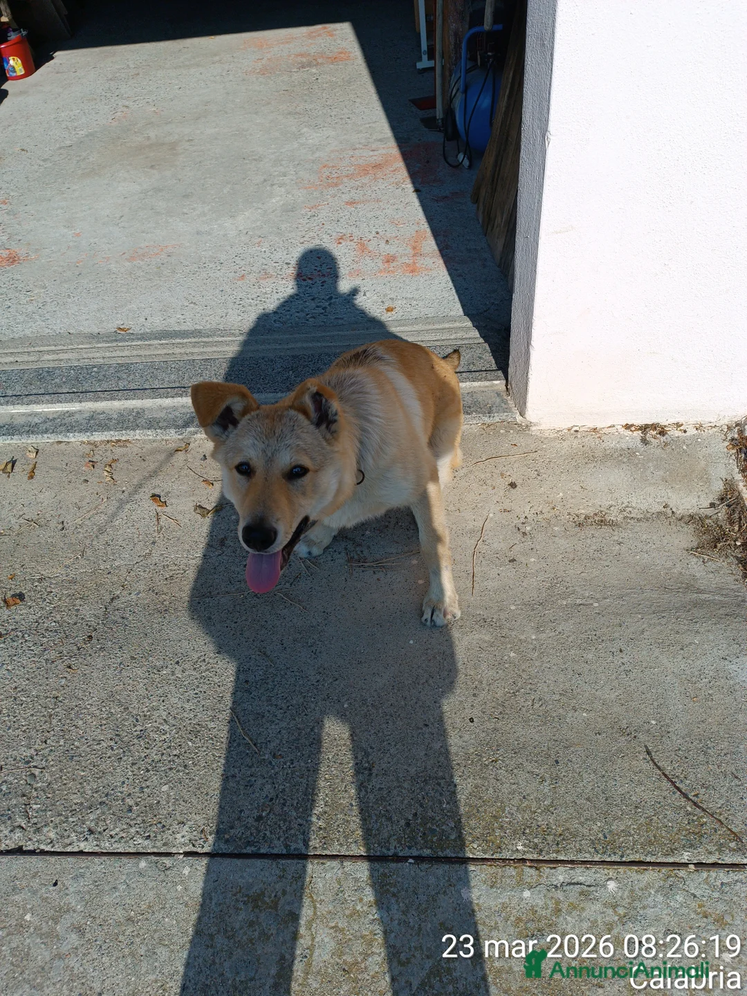Meticcio cani in regalo: cucciolo di 7 mesi a Provincia di Crotone - Annuncio 1