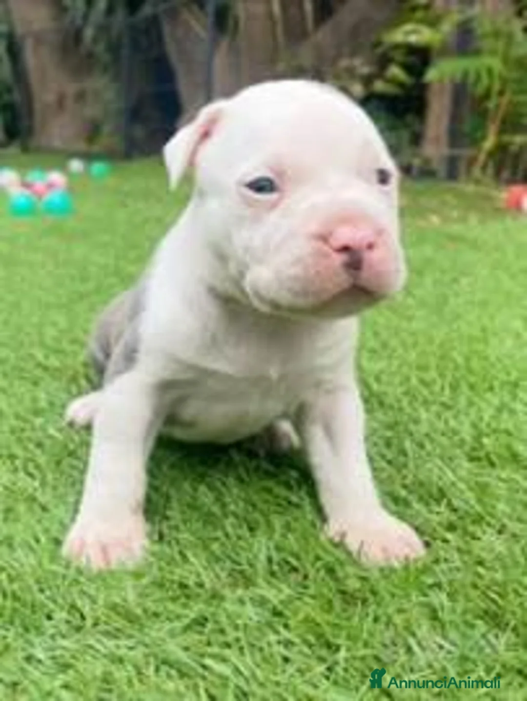 American Bully cani in vendita: Cuccioli American Bully  - Annuncio 6