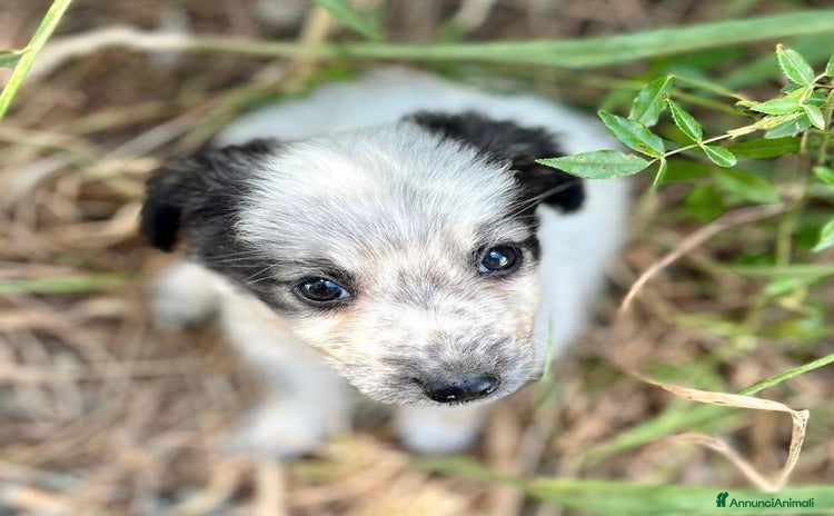 Meticcio cani a Provincia di Pordenone - Annuncio 5