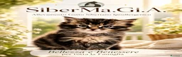 Siberiano gatti in vendita: SIBERIANO GATTINO IPOALLERGENICO  - Annuncio 2