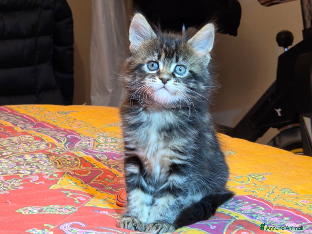 Maine Coon gatti in vendita: Vendo Cuccioli di Maine Coon - Annuncio 37