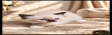 Ragdoll 7