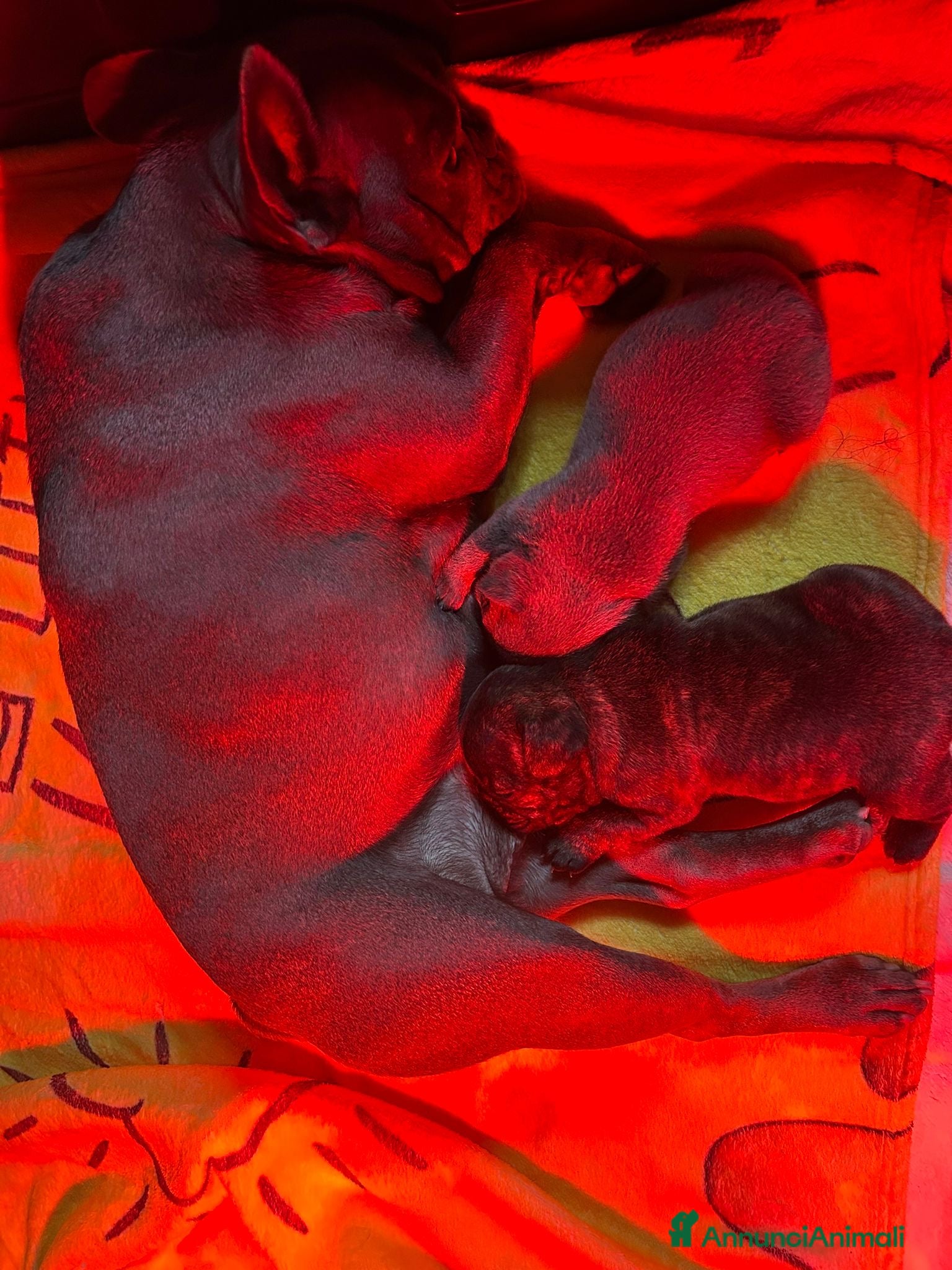 Bulldog Francese cani cucciolo di bulldog francese  - Annuncio 14