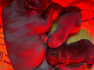 Bulldog Francese cani cucciolo di bulldog francese - Annuncio 15