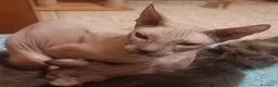 Sphynx gatti in vendita: Don Spynx Blu - Annuncio 1