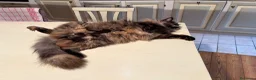 Maine Coon gatti in vendita: Cuccioli Maine Coon con Pedigree ANFI a Provincia di Bergamo - Annuncio 4