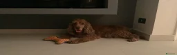 Cocker cani in regalo: Tobi cerca casa 🐶❤️ a Città metropolitana di Palermo - Annuncio 2