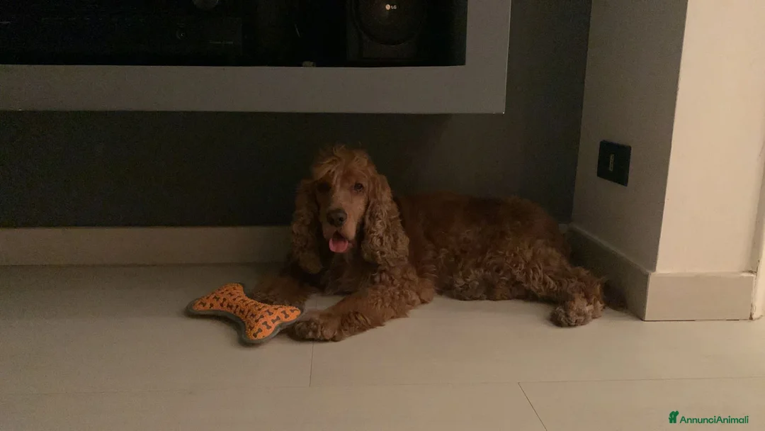 Cocker cani in regalo: Tobi cerca casa 🐶❤️ a Città metropolitana di Palermo - Annuncio 2