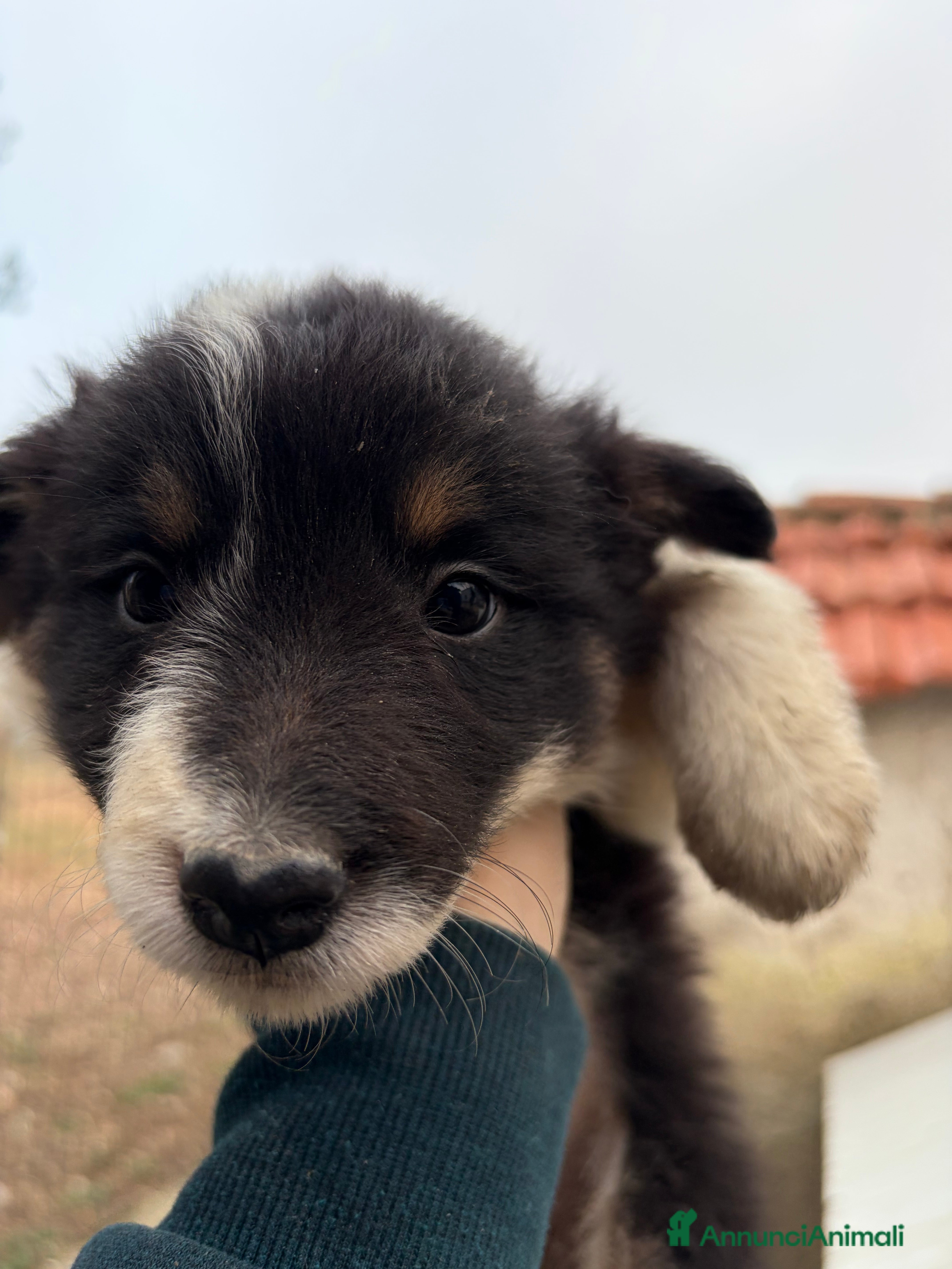 Border Collie cani Cucciole di Border collie - Annuncio 2