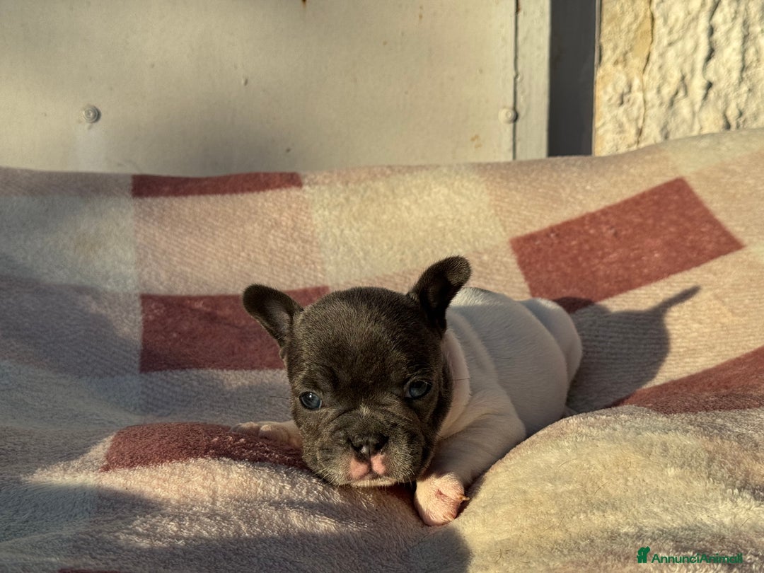 Bulldog Francese cani in vendita: Bulldog francese cuccioli - Annuncio 7