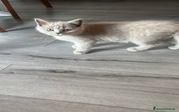 Scottish gatti in vendita: Gattina schottish  a Provincia di Verona - Immagine 3