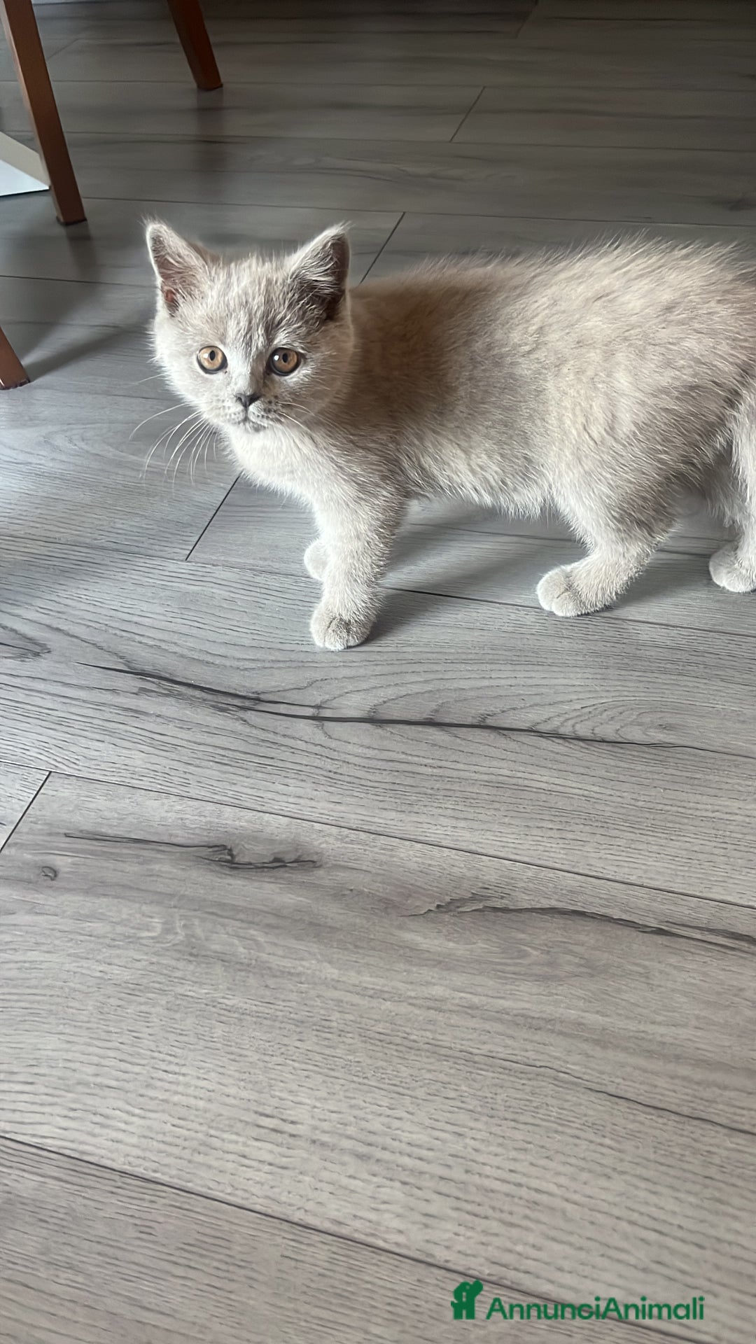 Scottish gatti in vendita: Gattina schottish  a Provincia di Verona - Immagine 3