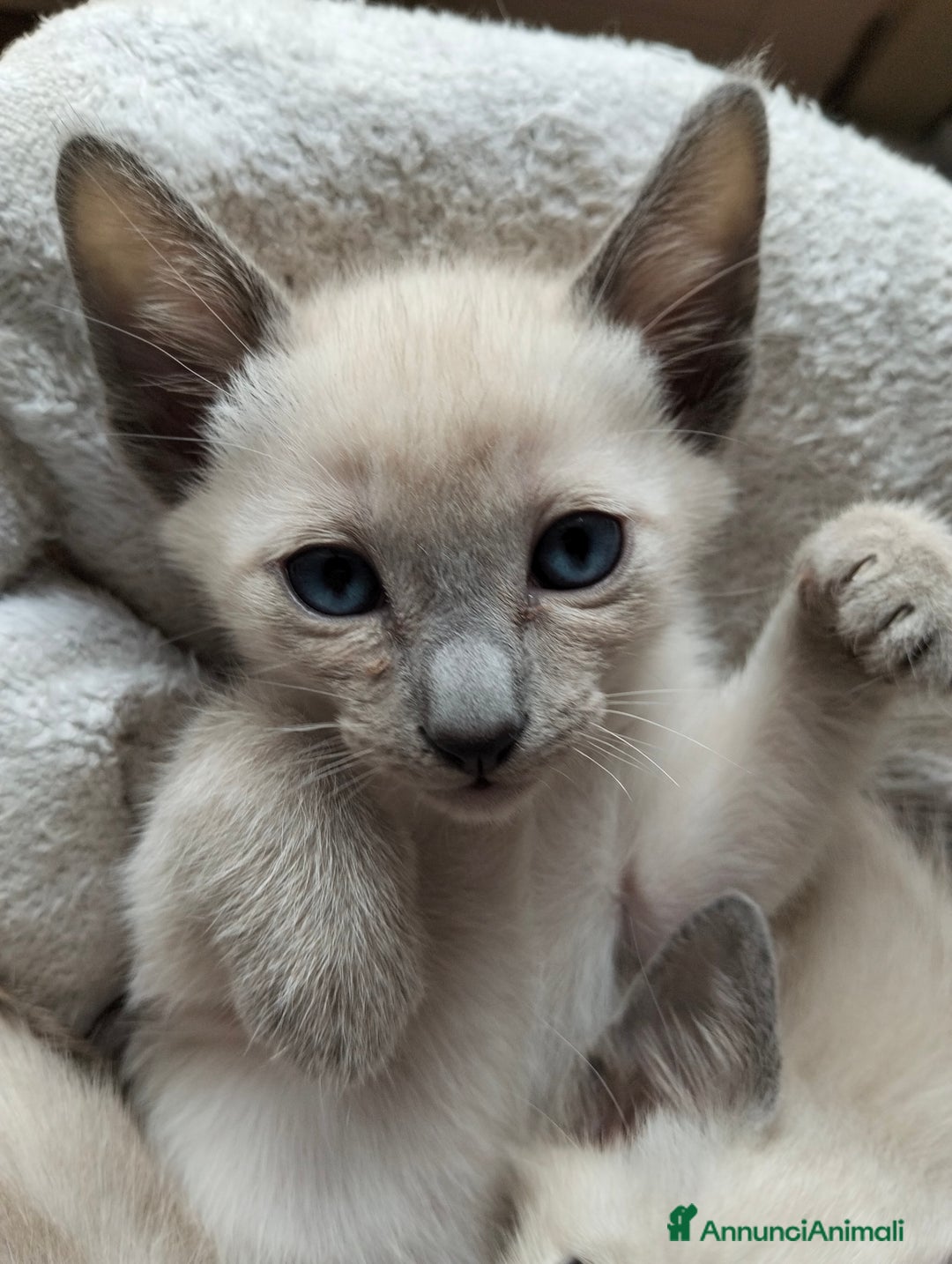 Thai gatti in vendita: Thai, tipo tradizionale di Siamese, Pedigree - Annuncio 4