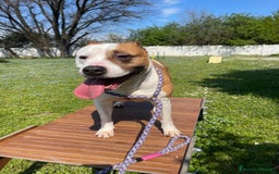 American Staffordshire cani in regalo: MAYA BELLISSIMA AMSTAFF a Città metropolitana di Milano - Immagine 7