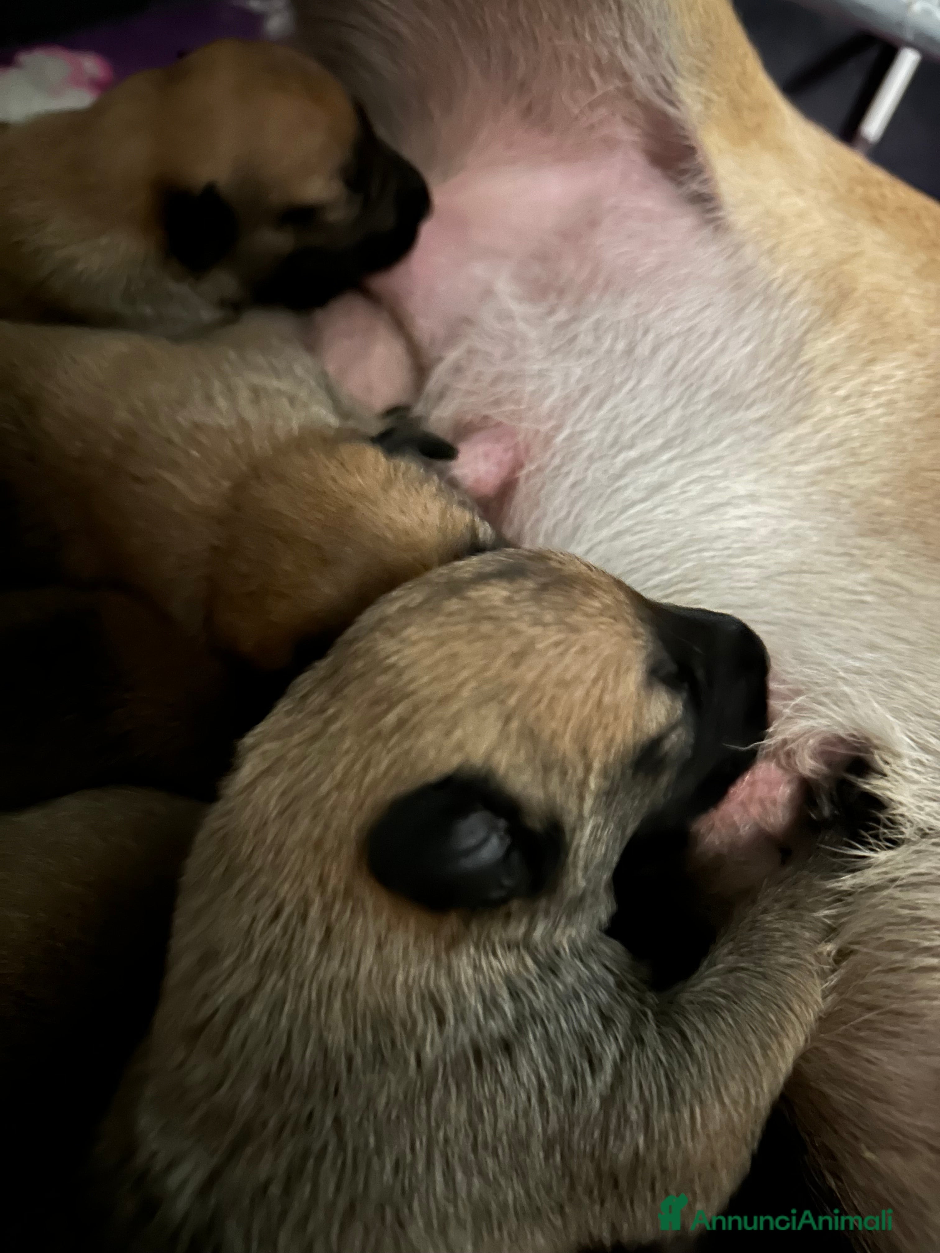 Pastore Belga cani Cuccioli pastore belga Malinois  - Annuncio 2