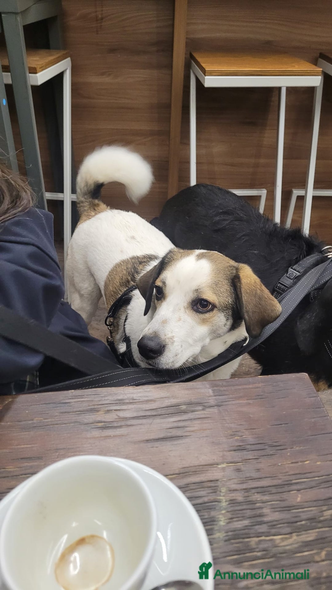 Meticcio cani in regalo: Splendida meticcia TWITTY a Città metropolitana di Milano - Annuncio 7