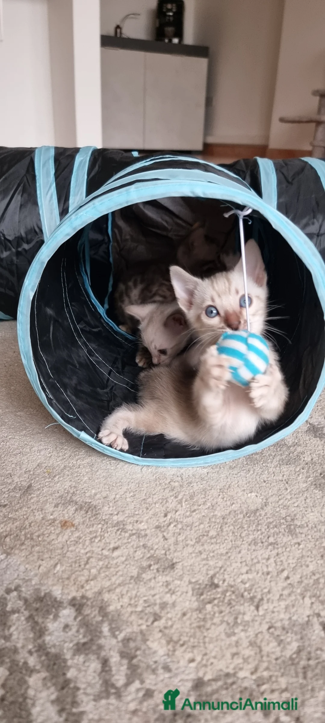 Bengala gatti in vendita: Cucciolo Bengala Snow marble Pedigree  - Annuncio 15