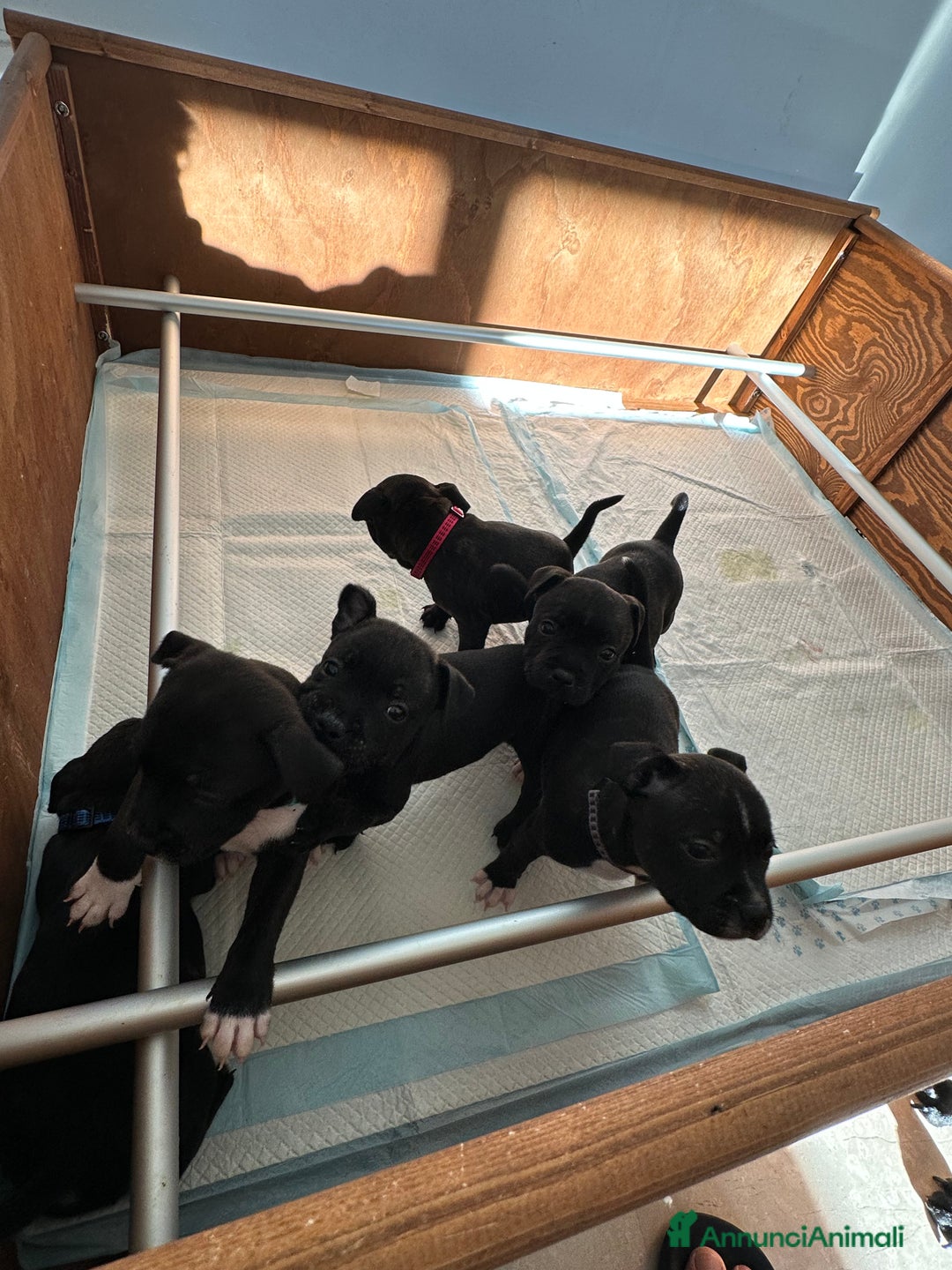 Staffordshire cani in vendita: Staffordshire Bull Terrier (Staffy) - Annuncio 4