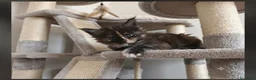 Maine Coon gatti in vendita: Cuccioli di Maine Coon  - Annuncio 4