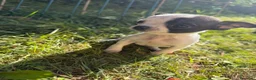 Chihuahua cani in vendita: Cuccioli di chihuahua  - Annuncio 2