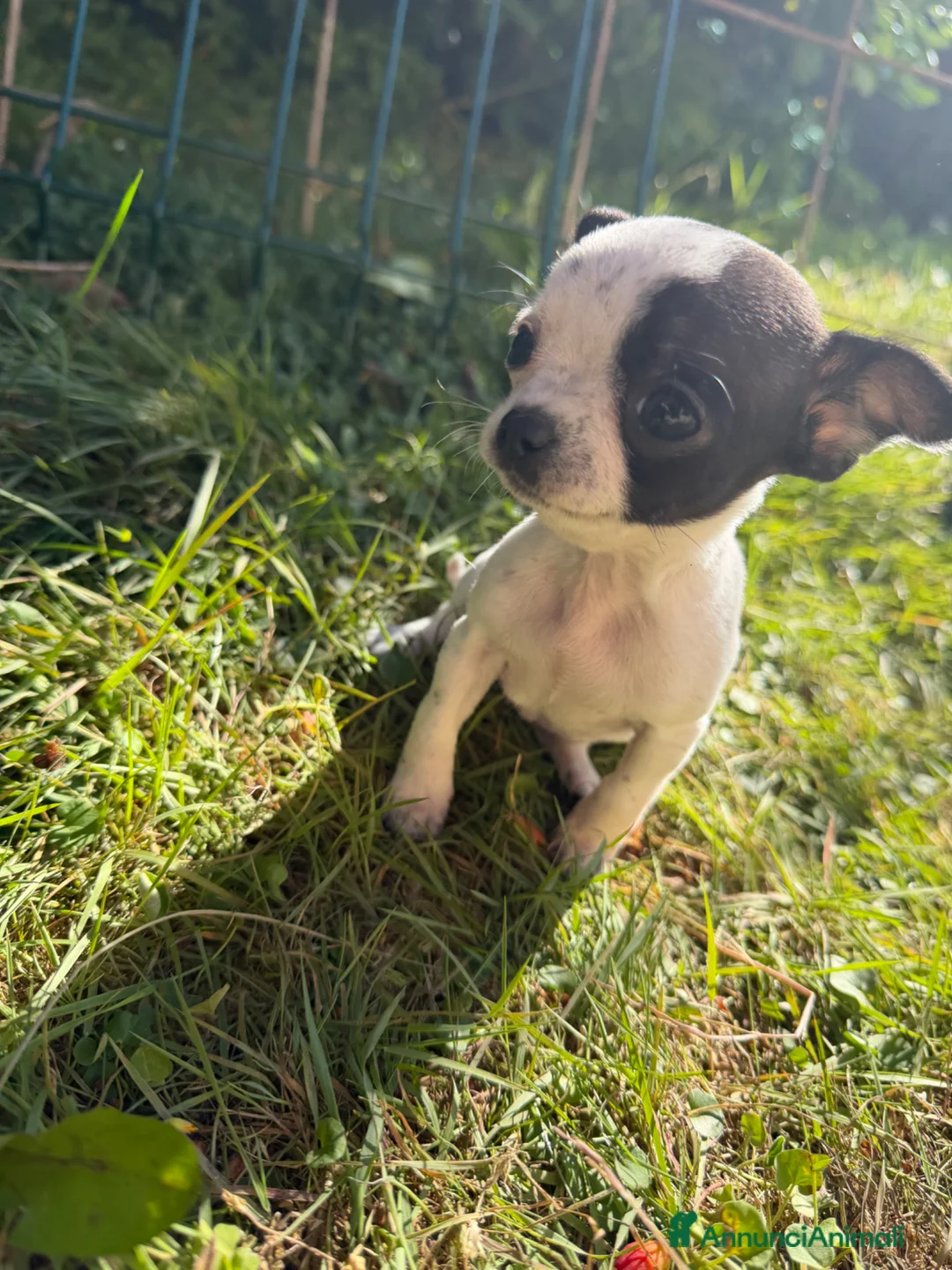 Chihuahua cani in vendita: Cuccioli di chihuahua  - Annuncio 2