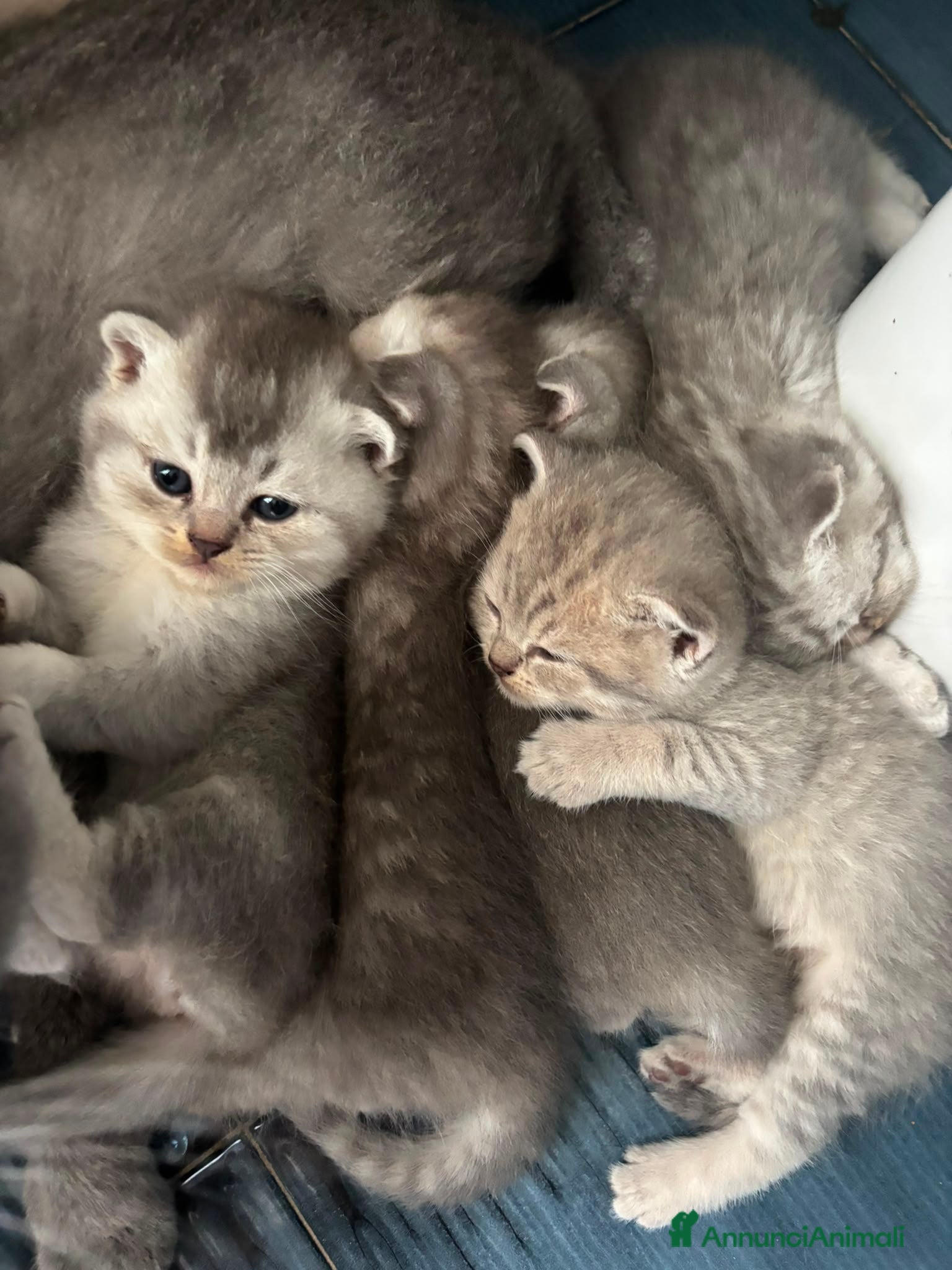 Scottish gatti cuccioli Scottish fold - Annuncio 1