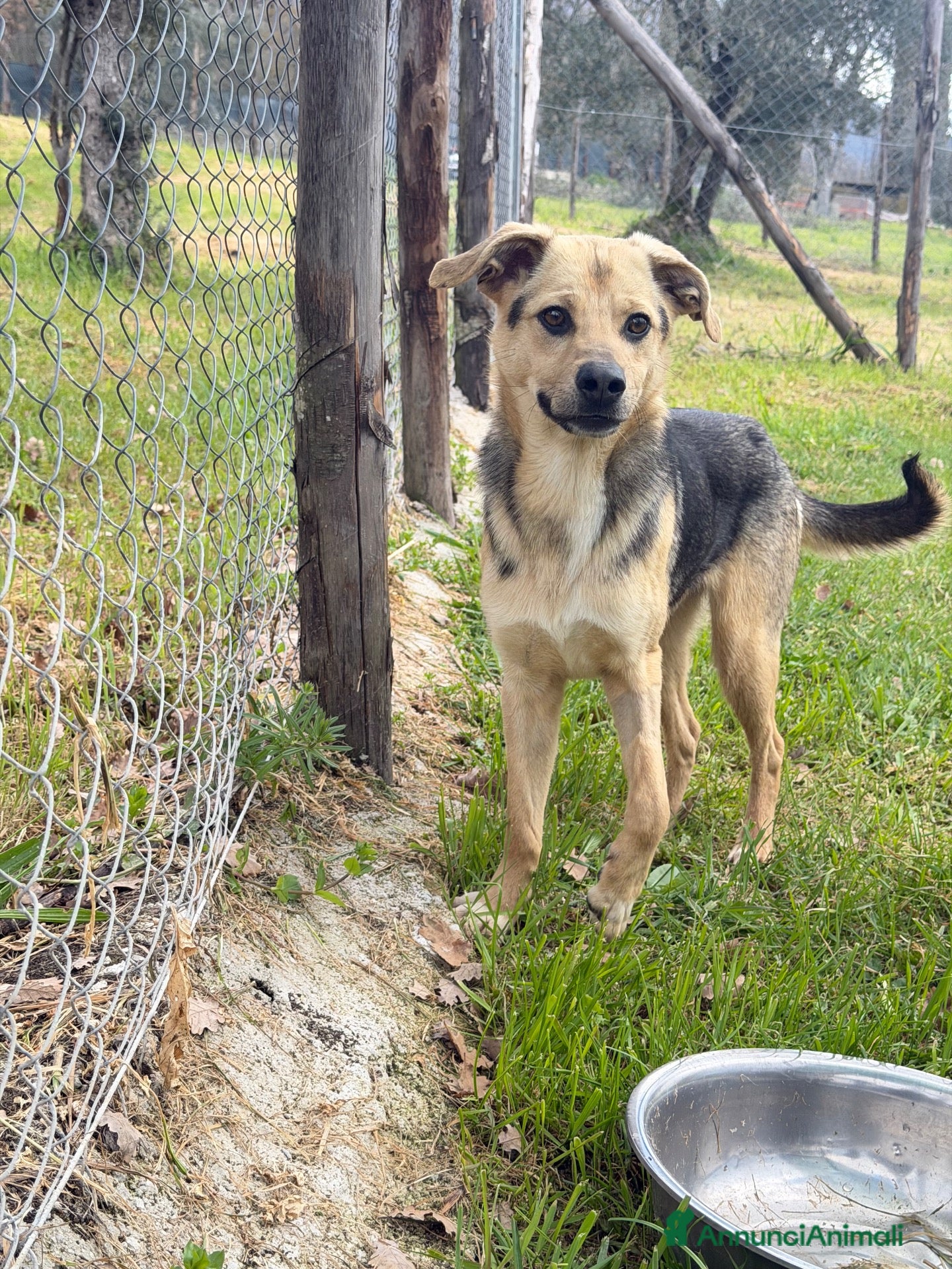 Meticcio cani Moka  - Annuncio 21