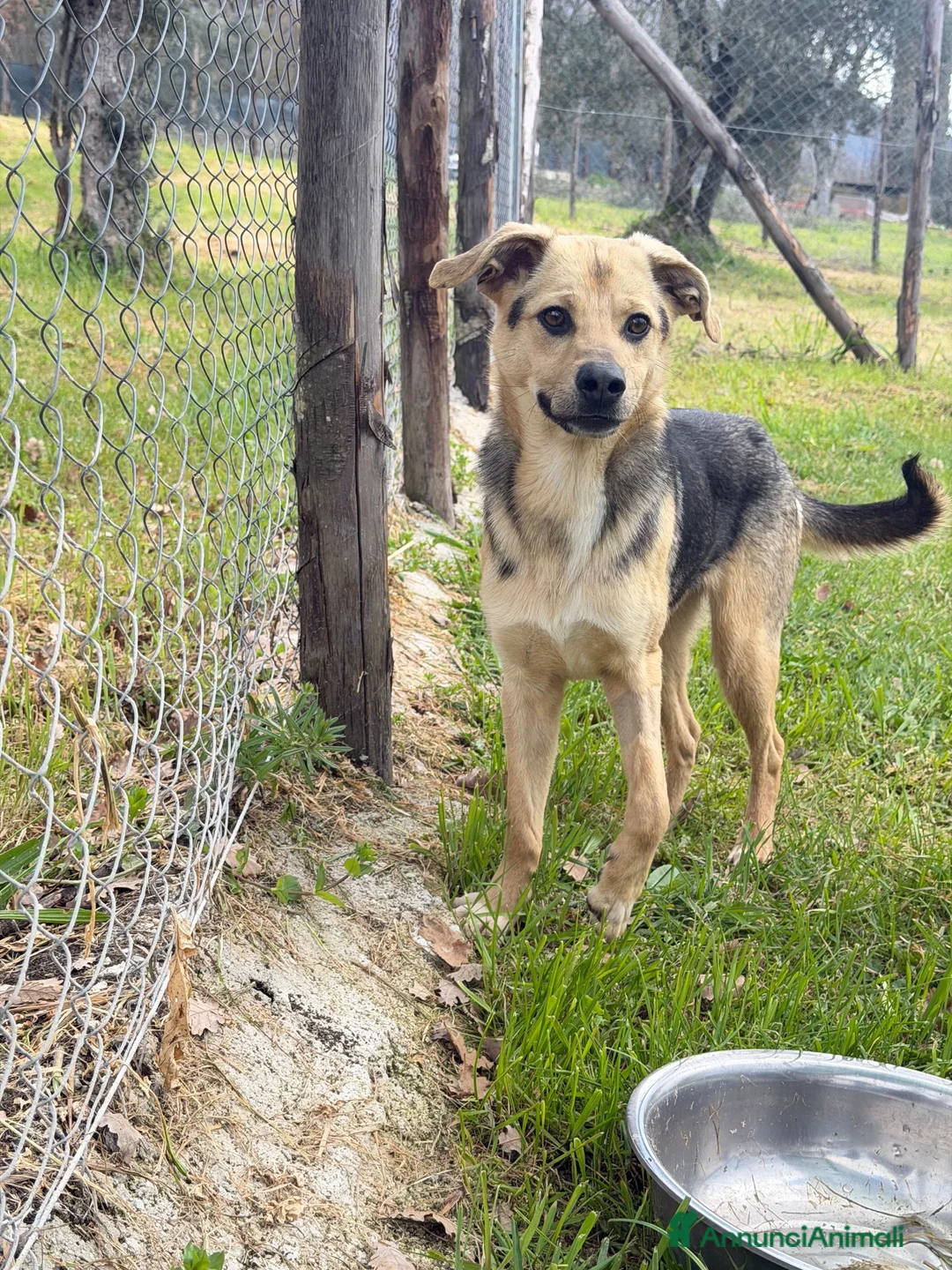 Meticcio cani in regalo: Moka  a Provincia di Lecco - Annuncio 1