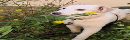 Meticcio cani in regalo: Eda cerca casa 🏡 a Provincia di Monza e della Brianza - Annuncio 5