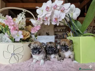 Chihuahua cani Chihuahua fulvi a pelo lungo - Annuncio 3