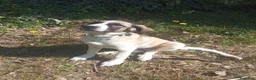 Meticcio cani in regalo: Aslan - Annuncio 3