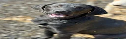 Labrador cani in regalo: KIRA e KALA, cucciolone mix LABRADOR! Dolcissime - Annuncio 6