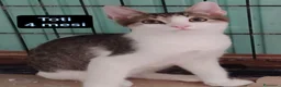 Altre razze gatti in regalo: GATTINI ESCLUSI DA TUTTI  a Città Metropolitana di Genova - Annuncio 5