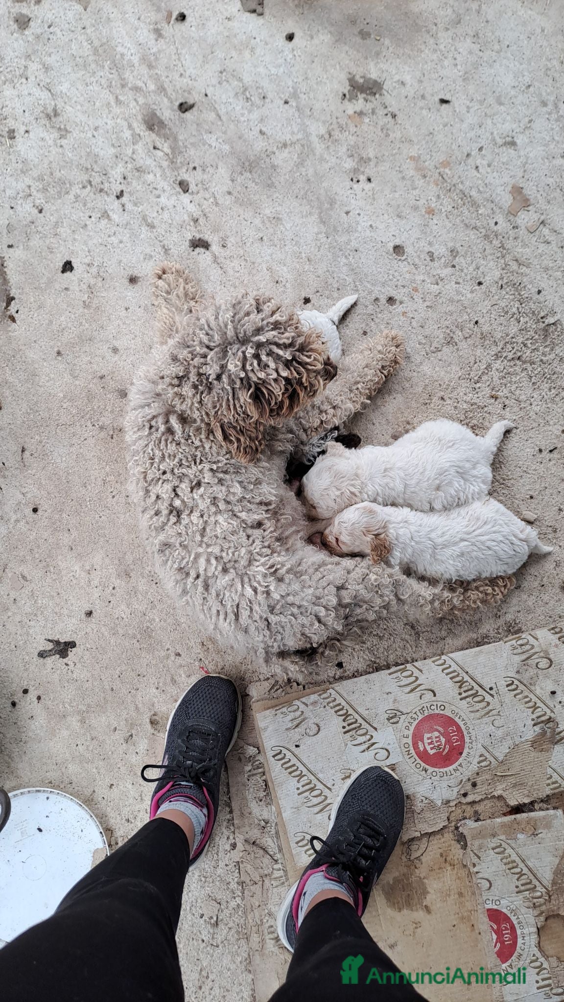 Lagotto cani Lagotto Romagnolo  - Annuncio 1