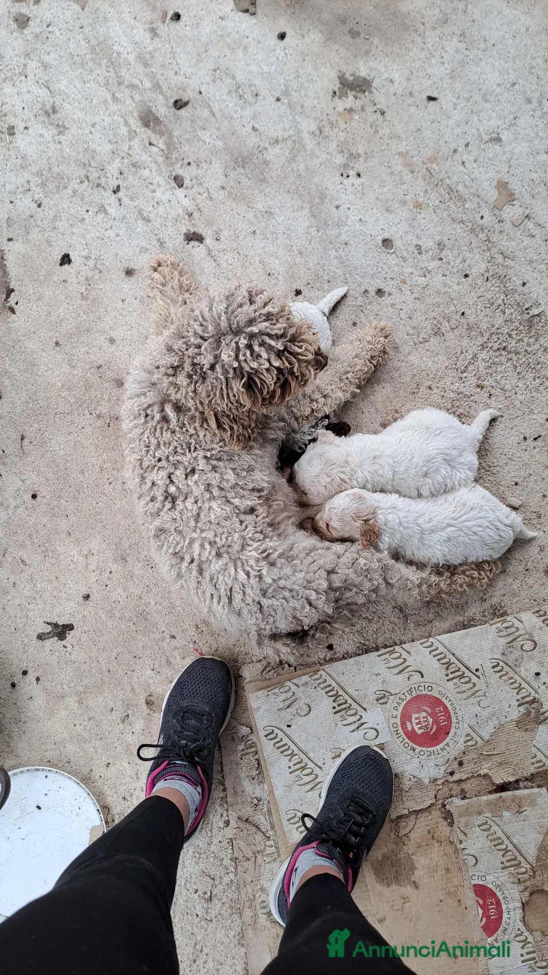 Lagotto cani in vendita: Lagotto Romagnolo  - Annuncio 1