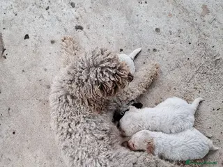 Lagotto cani Lagotto Romagnolo - Annuncio 2