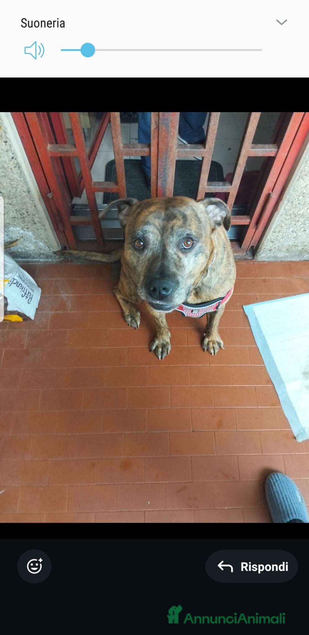 Pitbull cani ADOZ.DEL💔: cuore spezzato,passa giornate da solo! - Annuncio 2