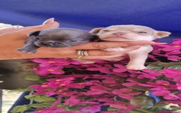 Chihuahua cani in vendita: Cuccioli di chihuahua toy  a Città Metropolitana di Torino - Immagine 4