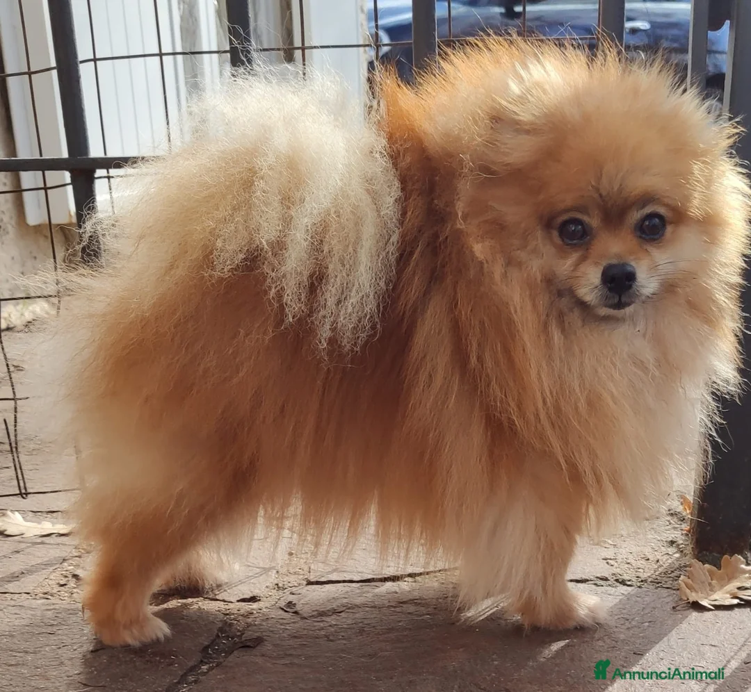 Immagine della galleria {{count}}