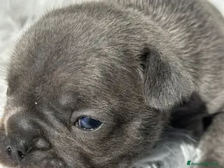 Bulldog Francese cani Bulldog francesi merle tan - Annuncio 9