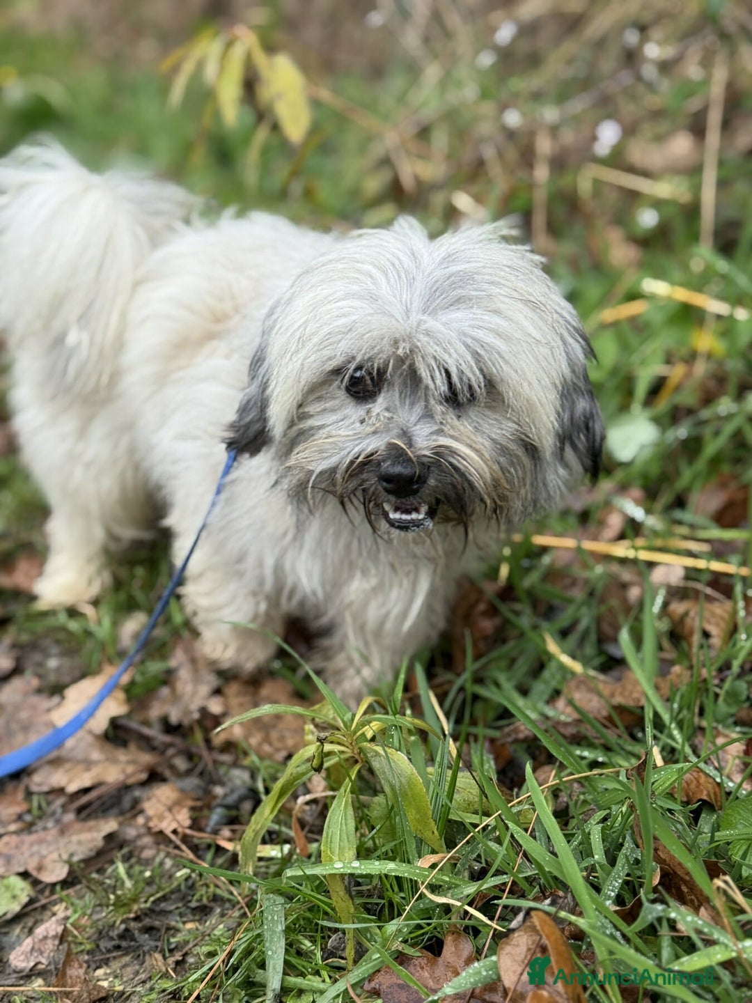 Shih Tzu cani in regalo: BUNNY, mix SHIH TZU tutto pelo! 4KG. - Annuncio 3