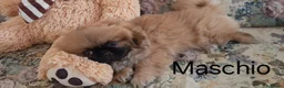 Pechinese cani in vendita: CUCCIOLI PECHINESI  a Provincia di Novara - Annuncio 3
