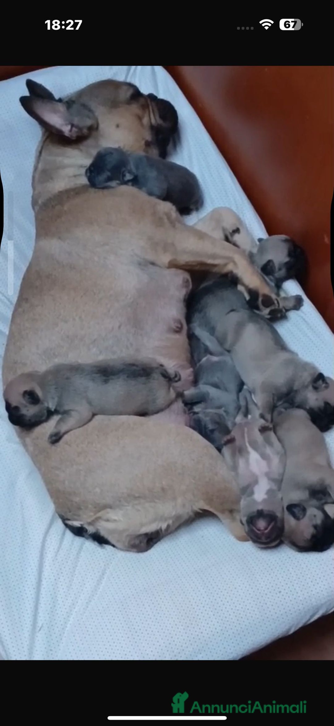 Bulldog Francese cani in vendita: Vendesi cuccioli di bulldog francese  a Provincia di Avellino - Immagine 1