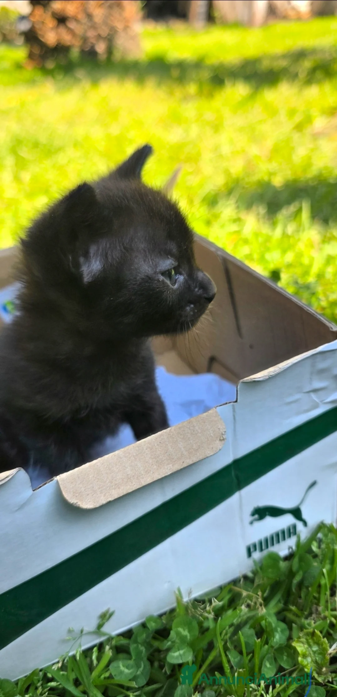 Meticcio gatti in regalo: ​Una piccola pantera cerca il suo per sempre! 🐾 - Annuncio 2